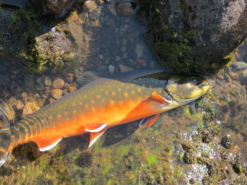 Arctic Char - Greenland