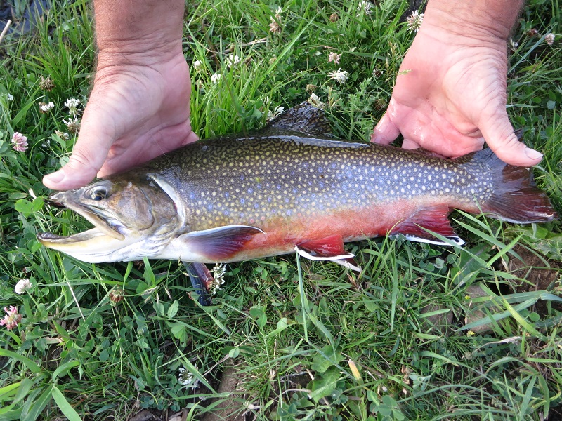 Brook Trot - Idaho