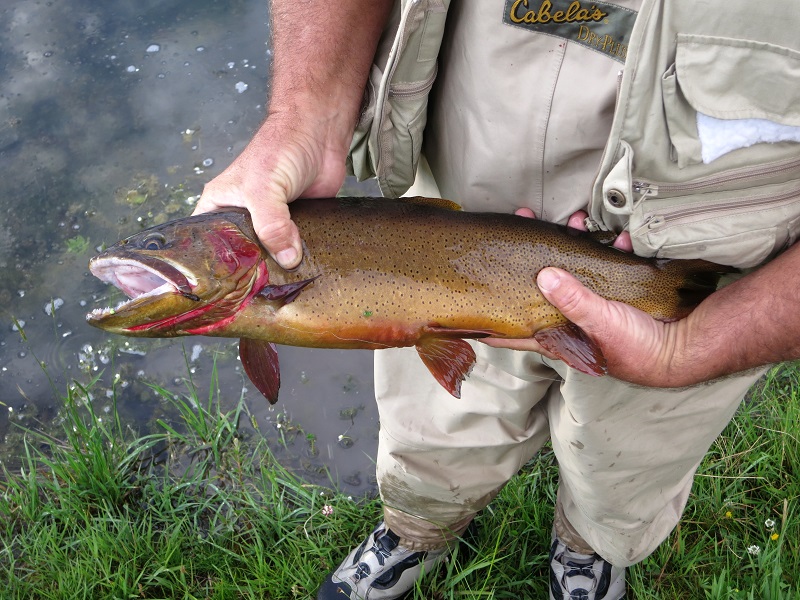 Fine Spotted Cutthroat Trout - Idaho