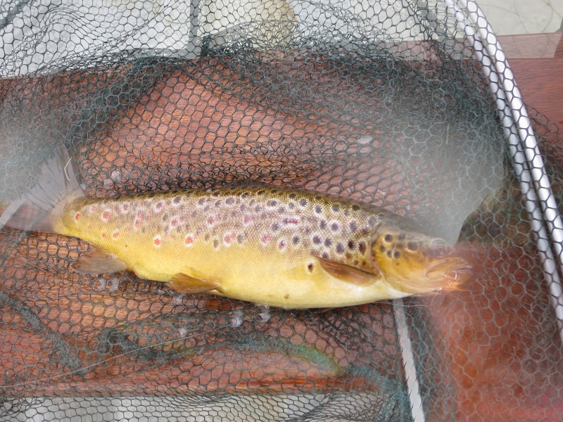 Gillaroo Trout - Ireland