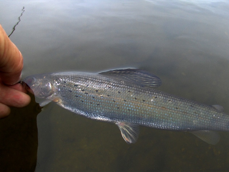 North American Grayling, - Wyoming