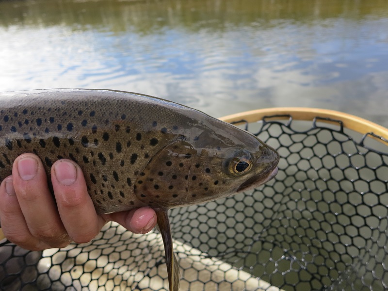 Lenock Trout - Mongolai