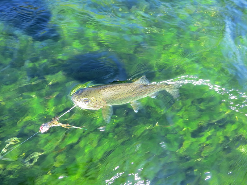 Far East Grayling - Kamchatka, Russian Far East