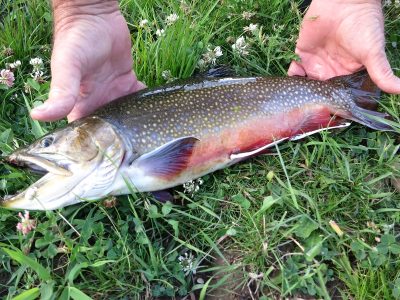 Brook Trout - Wyoming