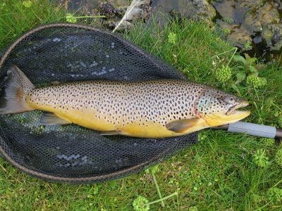 Brown Trout Iceland
