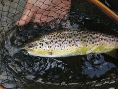 Brown Trout Wales