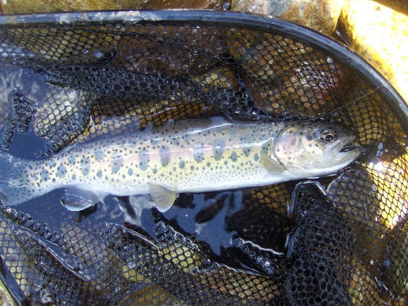 Red Band Trout - Nevada