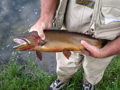 Snake River Fine Spotted Cutthroat - Wyoming