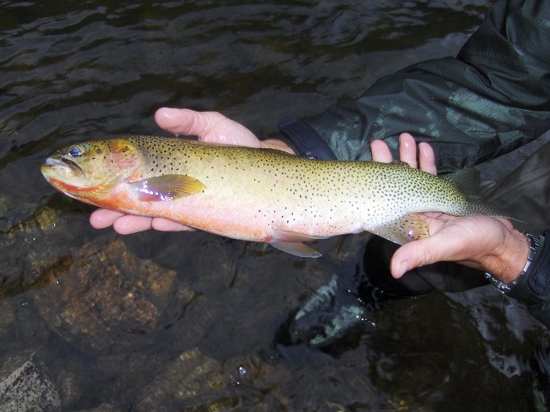 West Slope Cutthroat Trout - Montana